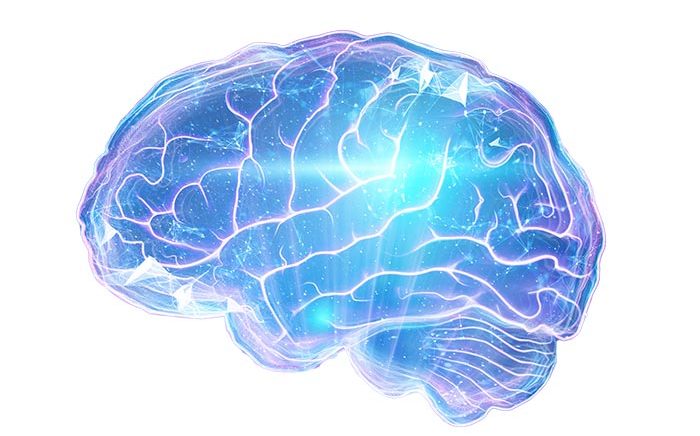 human-brain